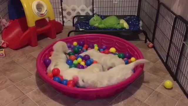 Golden Retriever puppies go crazy for ball pit