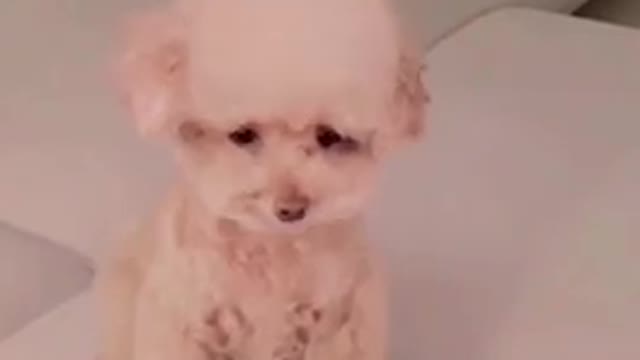 Funny cute dog videos compilations | funny pet videos| funny dog fails | Funny animals