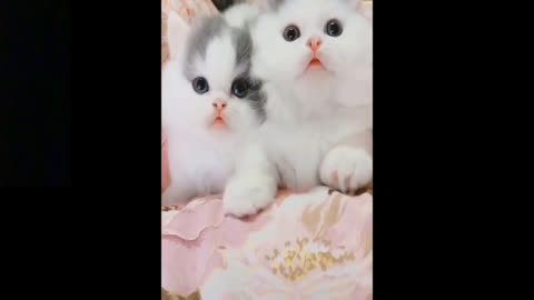 Adorable Reaction of cute pets | Cute reaction |