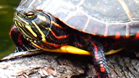 Painted Turtle