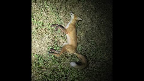 Male Fox .300 BO Sub Suppressed - 75 yards