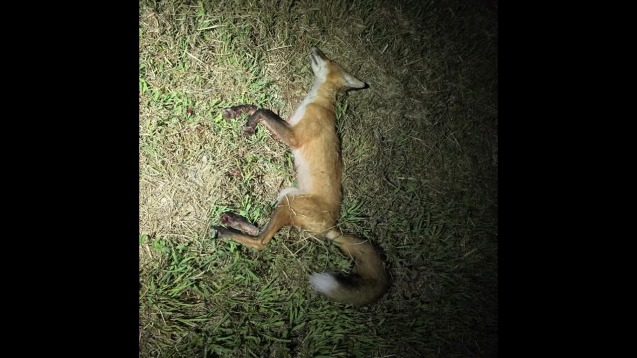Male Fox .300 BO Sub Suppressed - 75 yards