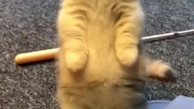 🤣LAUGH TO FAINT😹CATs will make you LAUGH all day😹 - Funny Cats Life