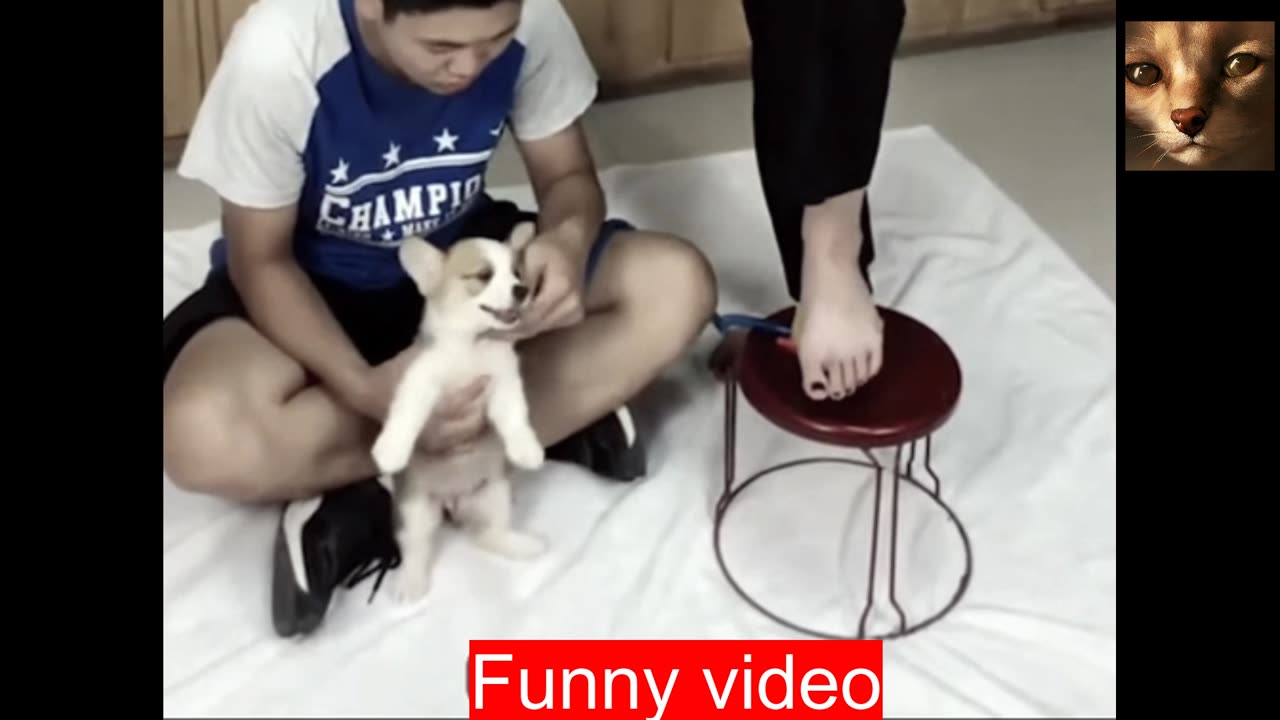 Top funny animals video