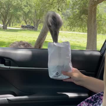 Feeding an Ostrich didn’t go as she had planned.