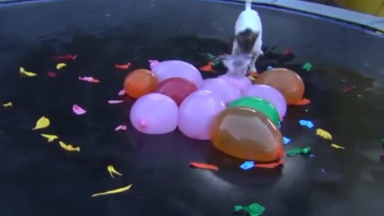 Dog Puppy Attacks on Water Balloons,Very Funny.