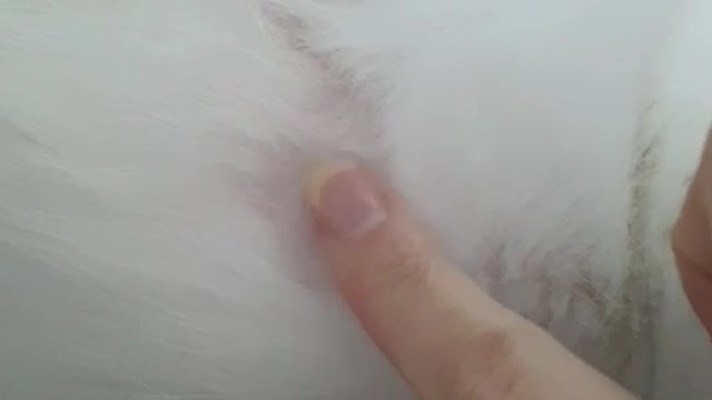 Tapping my cat's cute nipple.