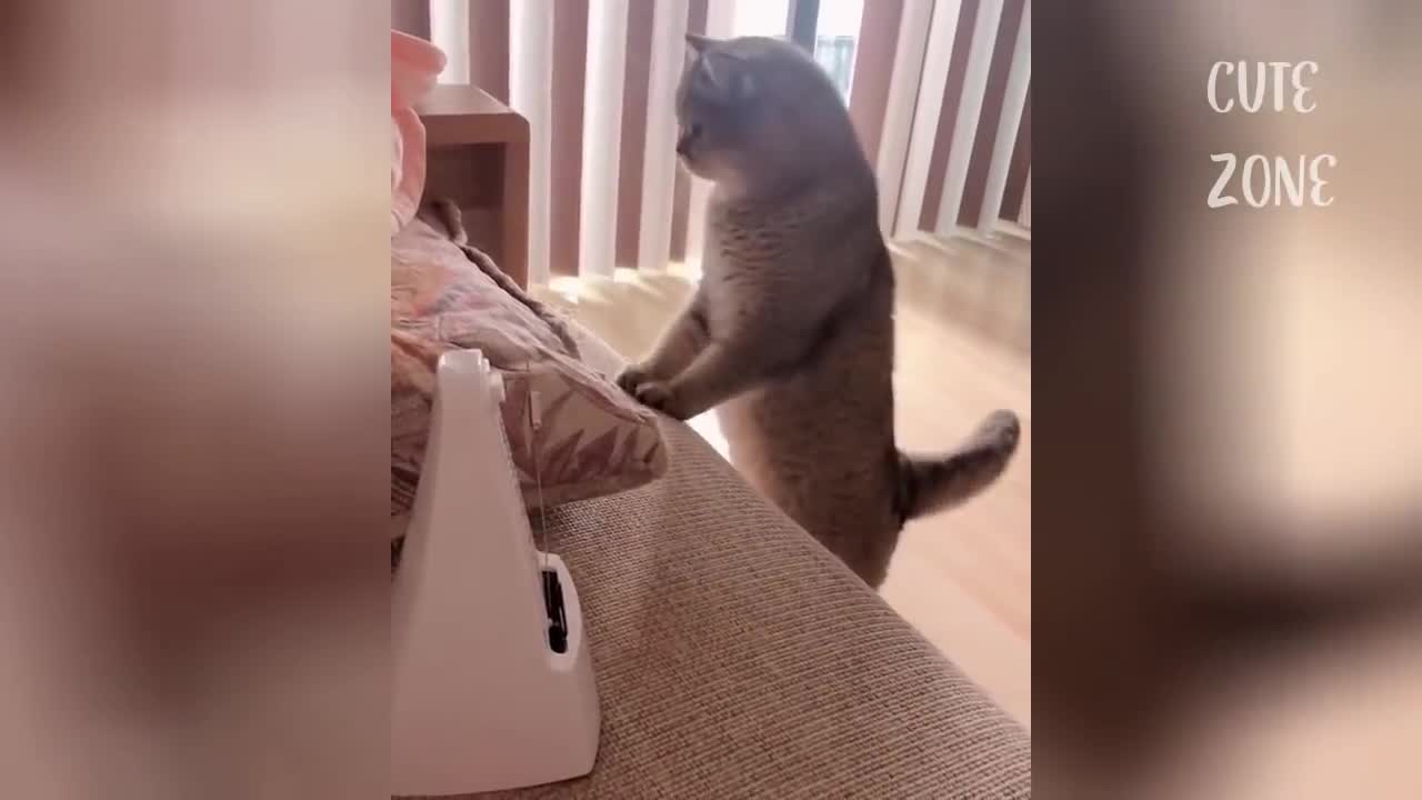 must watch So Cute Best Funny Cats and Dogs