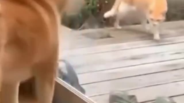 Cat and dog fight funny video