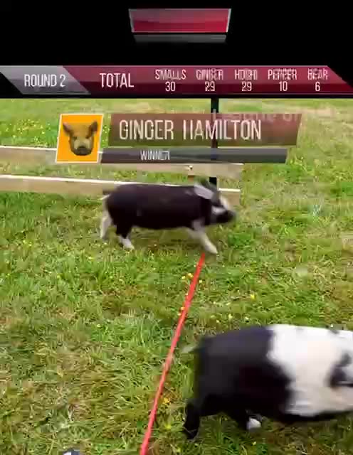 Pig races now I have seen it all 😂