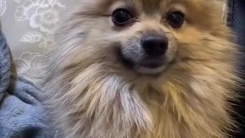 Super Funny Dog Videos HAHAHA