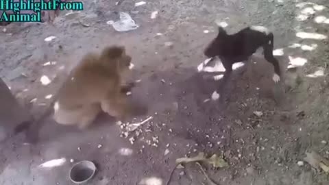 Monkey Thrashing Dog