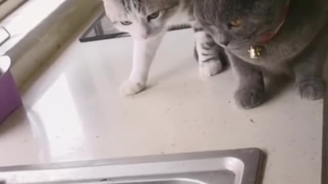 Most Funniest Cats