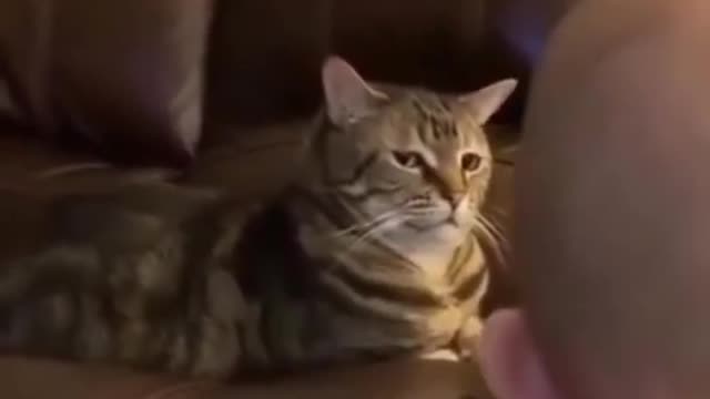 FUNNY CAT'S REACTION ON THE CUTE BABY