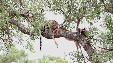 tiger eat hunt