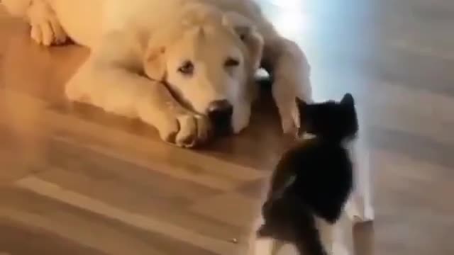 This is soo cute, little kitty with big doggo haha 😂😍