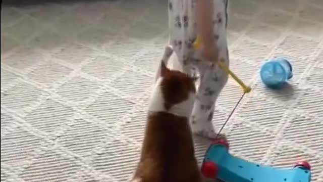 Funny animals video cats and dogs #Shorts #Funny animal