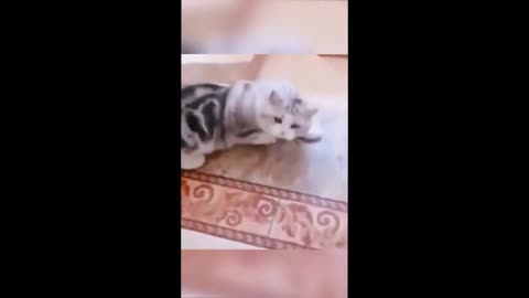 Funniest Animals Videos №2