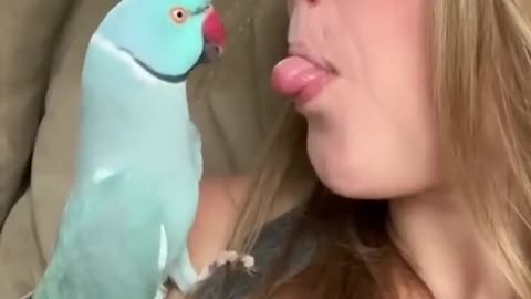 beautiful birds and beautiful parrot