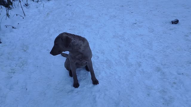 Giro pomeridiano nella neve