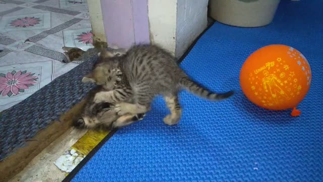 cute kitten wrestling