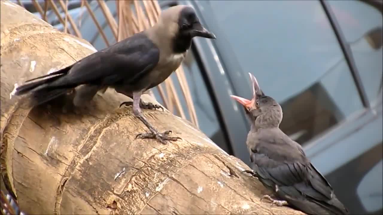 crows eating