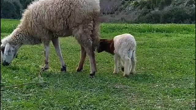Nature music relaxing