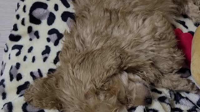 a cute sleeping puppy