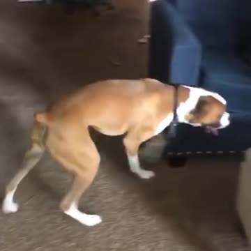 Obediente perro puede abrir cualquier puerta de su casa