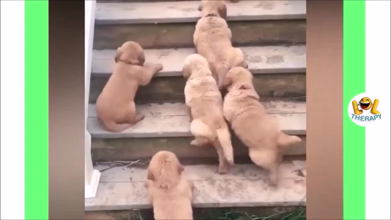Cutest puppies fall asleep