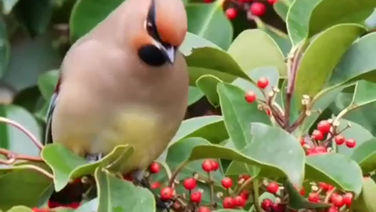 Beautiful birds
