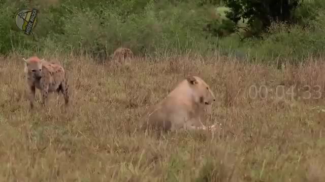 SATWA LIAR singa melawan harimau