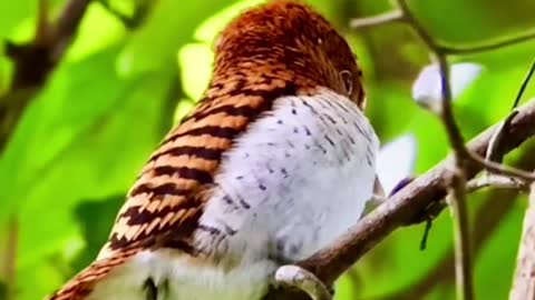 The barred emerald bird