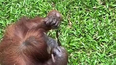 Funny monkey