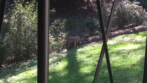 rottie vs coyote