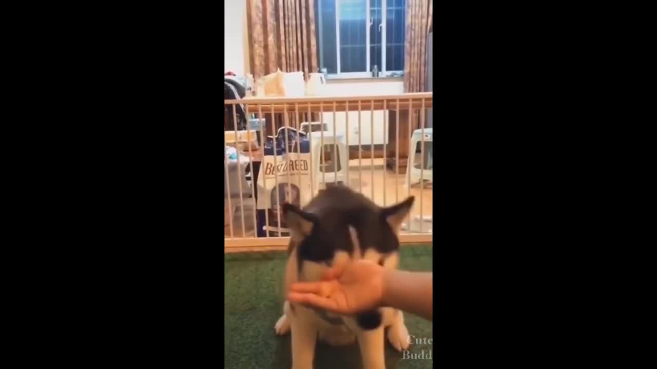 Funny and Hilarious dogs reaction