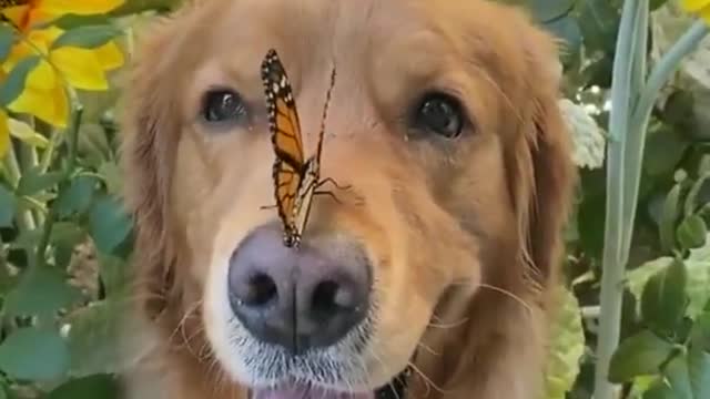 Golden Retriever and a cute butterfly