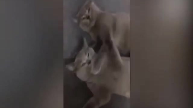 TRY NOT TO LAUGH THE FUNNY ANIMAL VIDEOS