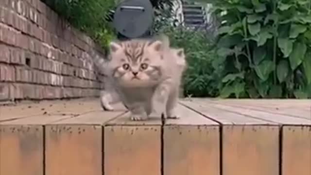 Crazy Cats ✪ Funny Cats ✪ TRY NOT TO LAUGH!