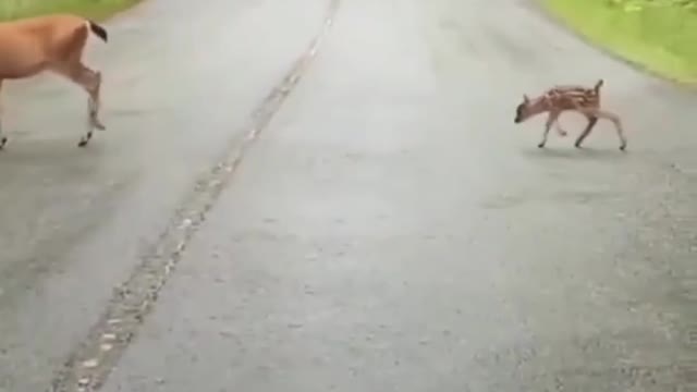 Cute baby deer crossing the road.