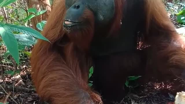 orang utan eating jackfruit