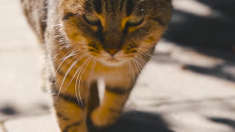 close-up-video-of-a-cat