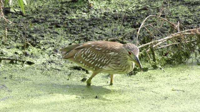 immature Black-crowned Night-Heron feeds on small fish