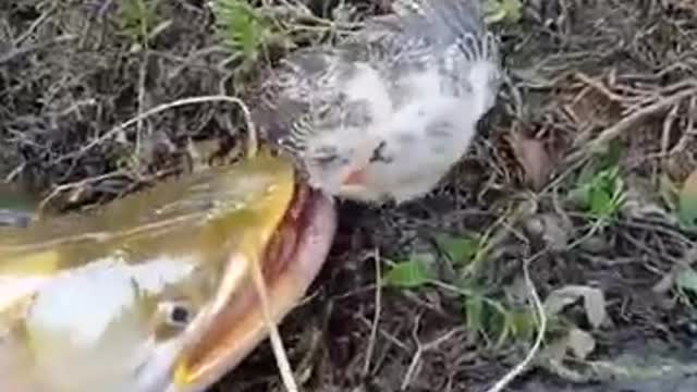 Goldfish Catch Baby Duck 😦😧😧😨