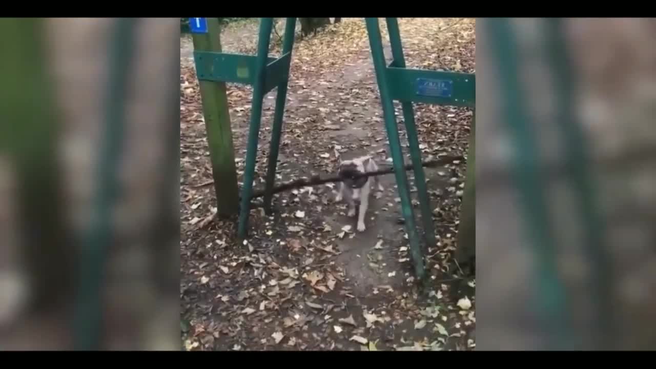 Funny & Cute Animals