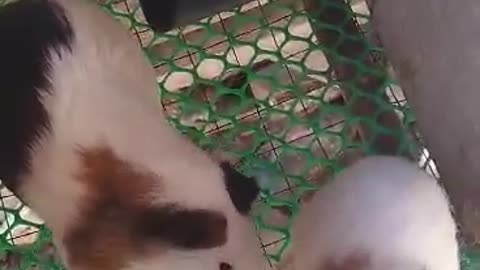 Meet our adorable Guinea pig eating her breakfast (so cute)