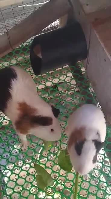 Meet our adorable Guinea pig eating her breakfast (so cute)