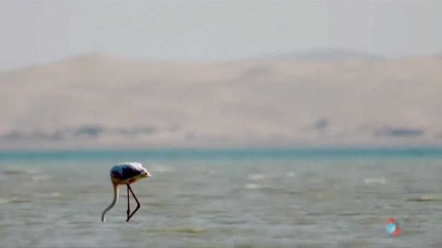 Migratory Birds-Mangrove Forests of Pakistan