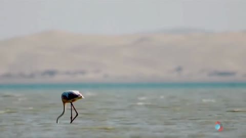 Migratory Birds-Mangrove Forests of Pakistan