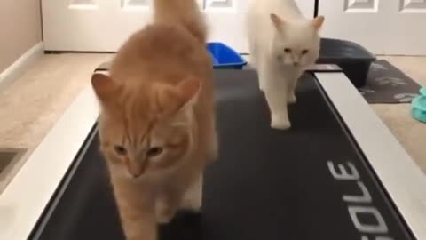 Funny cats walking # funny cat